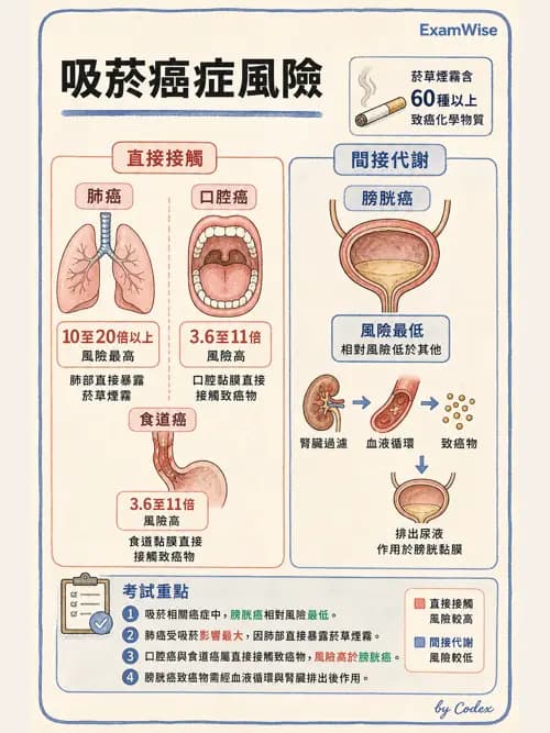 麻醉專護 - 健康促進、篩檢與長期照顧 - AI 圖文解析預覽