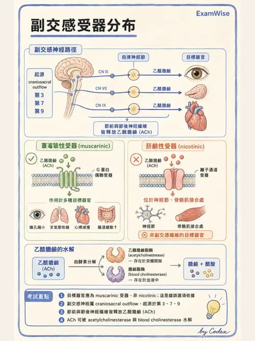 麻醉專護 - 腎臟肝臟疾病與神經生理評估 - AI 圖文解析預覽