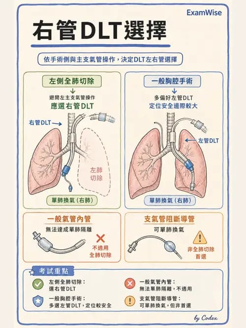 麻醉專護 - 單肺通氣與雙腔氣管內管 - AI 圖文解析預覽