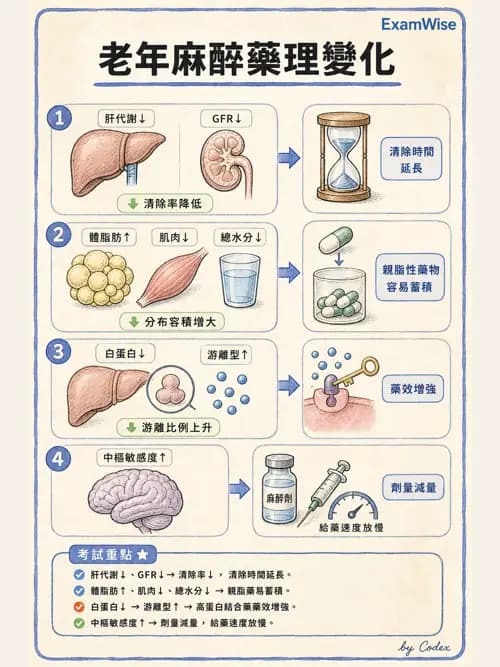 麻醉專護 - 老年麻醉 - AI 圖文解析預覽