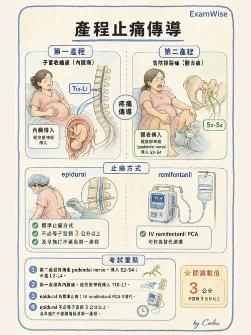 麻醉專護 - 疼痛處置與輸液輸血治療 - AI 圖文解析預覽