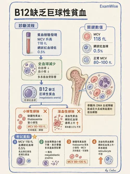 麻醉專護 - 內科疾病鑑別診斷 - AI 圖文解析預覽