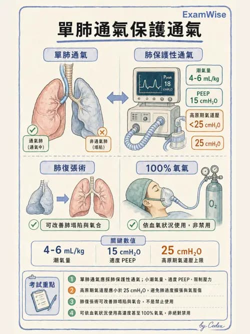 麻醉專護 - 單肺通氣與雙腔氣管內管 - AI 圖文解析預覽