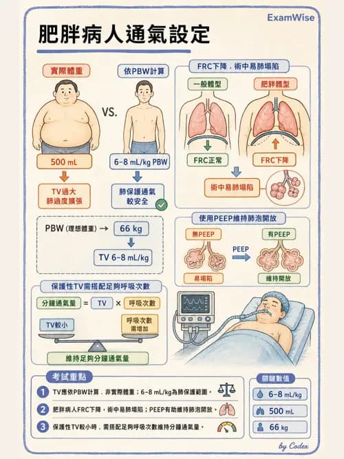麻醉專護 - 肥胖與減重手術麻醉 - AI 圖文解析預覽