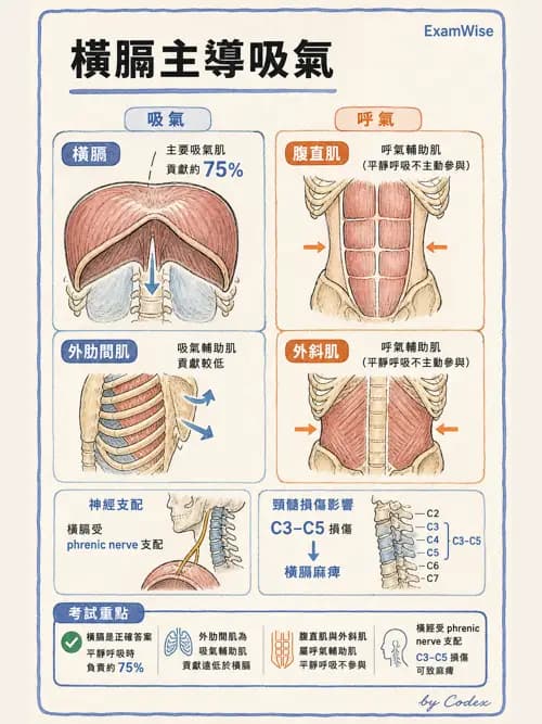 麻醉專護 - 呼吸系統疾病術前評估 - AI 圖文解析預覽