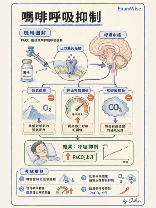 麻醉專護 - 麻醉恢復室照護與術後併發症 - AI 圖文解析預覽