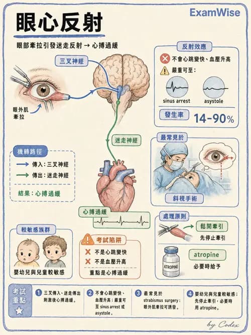 麻醉專護 - 各科手術與特殊族群麻醉 - AI 圖文解析預覽
