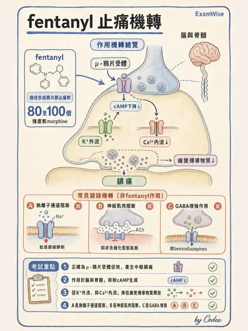 麻醉專護 - 止痛藥物與安寧緩和照護基礎 - AI 圖文解析預覽