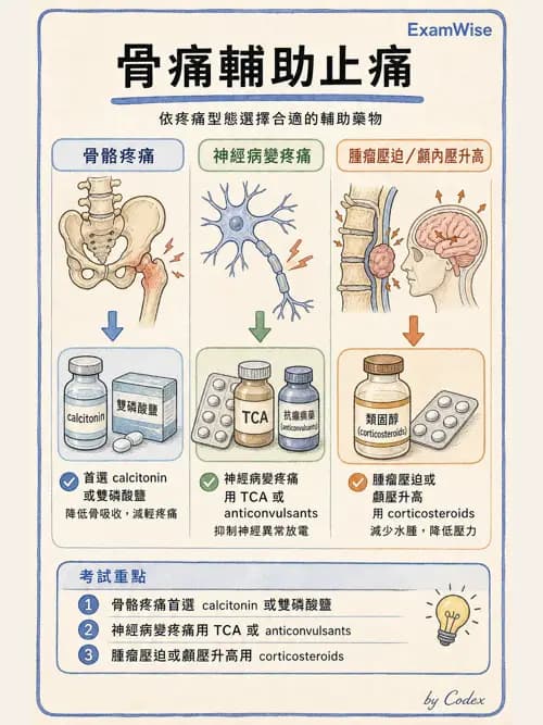 麻醉專護 - 止痛藥物與安寧緩和照護基礎 - AI 圖文解析預覽