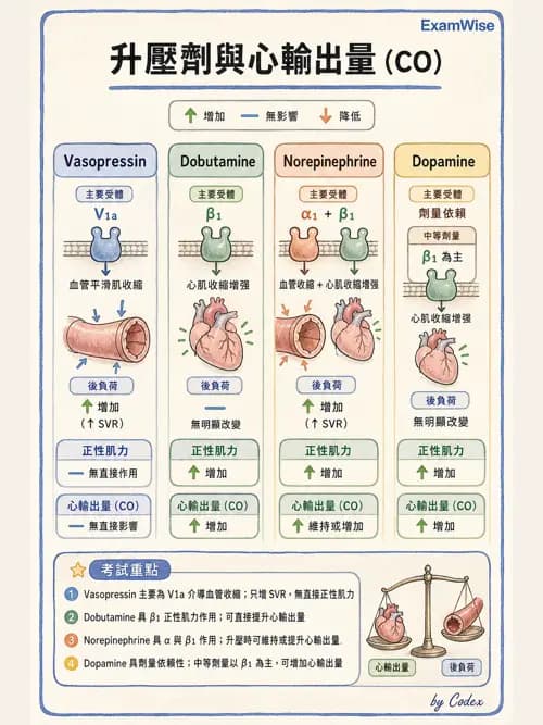 麻醉專護 - 心血管作用藥物與升壓劑 - AI 圖文解析預覽