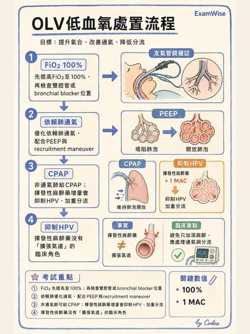 麻醉專護 - 單肺通氣與雙腔氣管內管 - AI 圖文解析預覽
