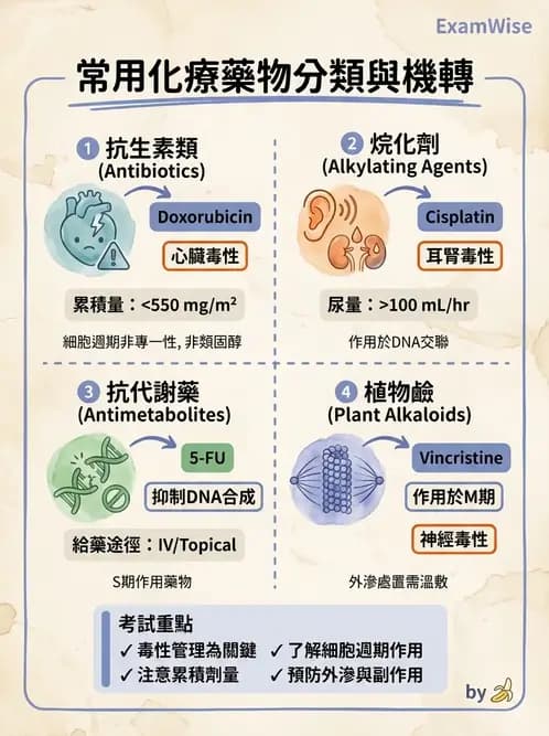 護理師 - 化療護理 - AI 圖文解析預覽