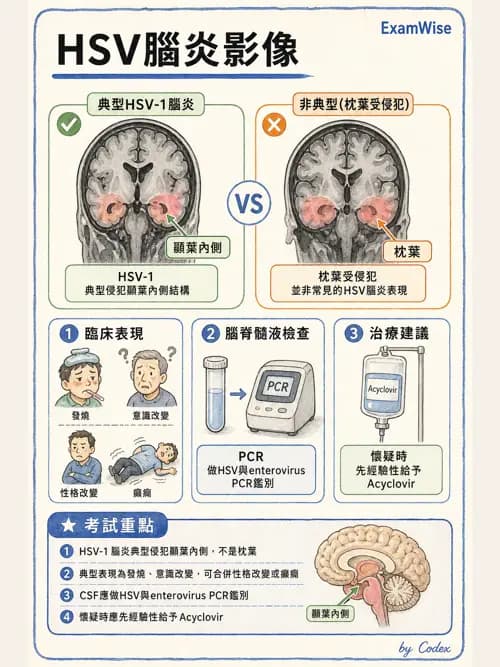 麻醉專護 - 感染症、發燒與抗生素 - AI 圖文解析預覽