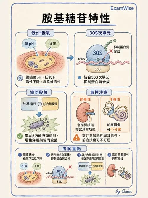 麻醉專護 - 感染症、發燒與抗生素 - AI 圖文解析預覽