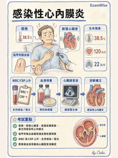 麻醉專護 - 感染症、發燒與抗生素 - AI 圖文解析預覽
