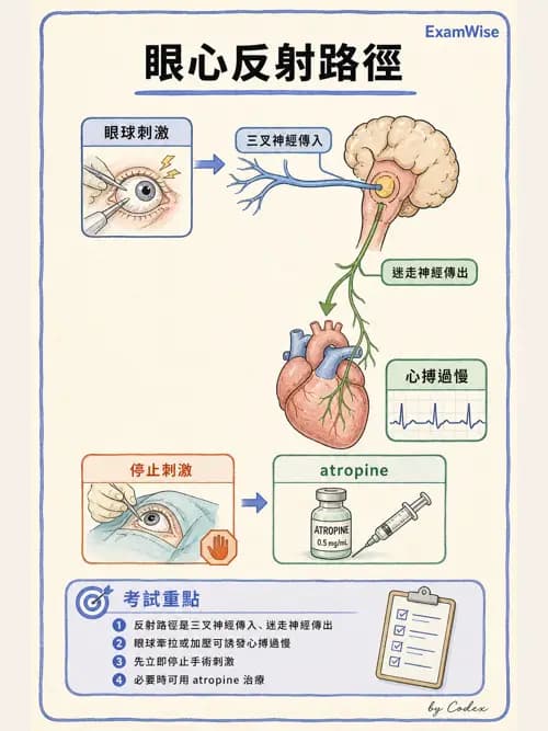 麻醉專護 - 頭頸/耳鼻喉/眼科手術麻醉 - AI 圖文解析預覽