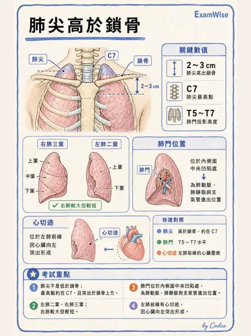 呼吸治療師 - 呼吸系統構造與發展 - AI 圖文解析預覽