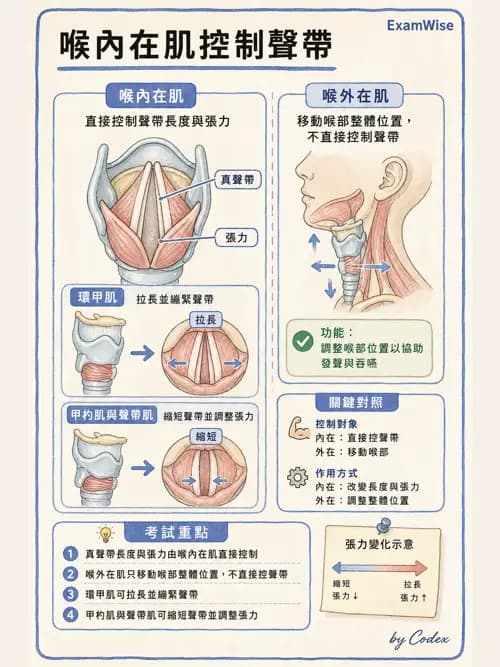 呼吸治療師 - 呼吸系統構造與發展 - AI 圖文解析預覽