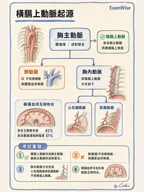 呼吸治療師 - 胸廓、肋膜與呼吸肌肉 - AI 圖文解析預覽