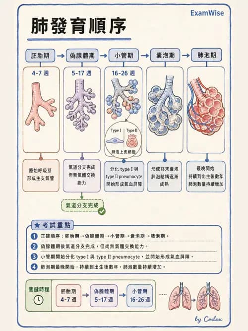 呼吸治療師 - 呼吸系統構造與發展 - AI 圖文解析預覽