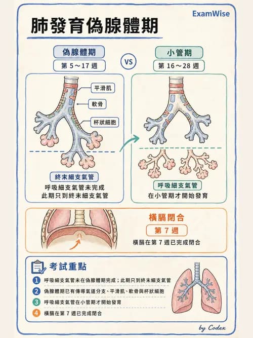 呼吸治療師 - 呼吸系統構造與發展 - AI 圖文解析預覽