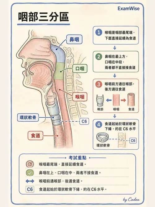 呼吸治療師 - 呼吸系統構造與發展 - AI 圖文解析預覽