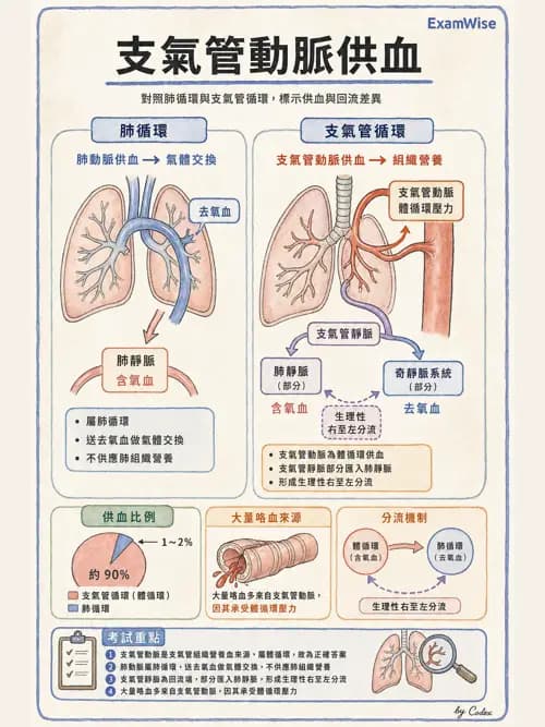 呼吸治療師 - 肺臟血流與神經支配 - AI 圖文解析預覽