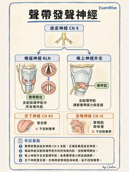 呼吸治療師 - 肺臟血流與神經支配 - AI 圖文解析預覽