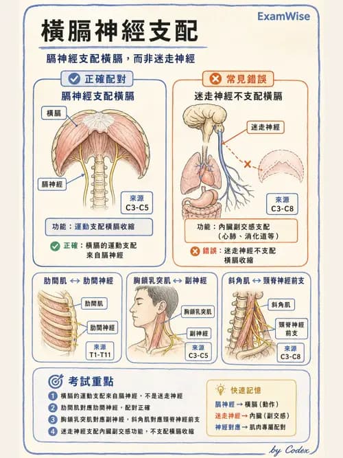 呼吸治療師 - 胸廓、肋膜與呼吸肌肉 - AI 圖文解析預覽