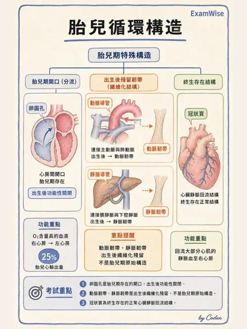 呼吸治療師 - 心臟與循環解剖 - AI 圖文解析預覽