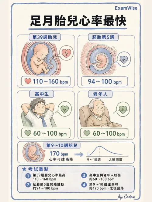 呼吸治療師 - 心臟與循環解剖 - AI 圖文解析預覽