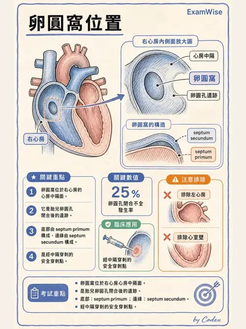 呼吸治療師 - 心臟與循環解剖 - AI 圖文解析預覽