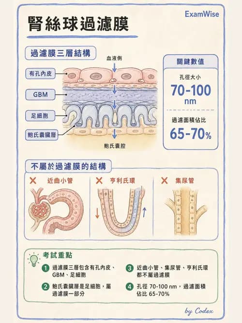 呼吸治療師 - 腎臟解剖 - AI 圖文解析預覽