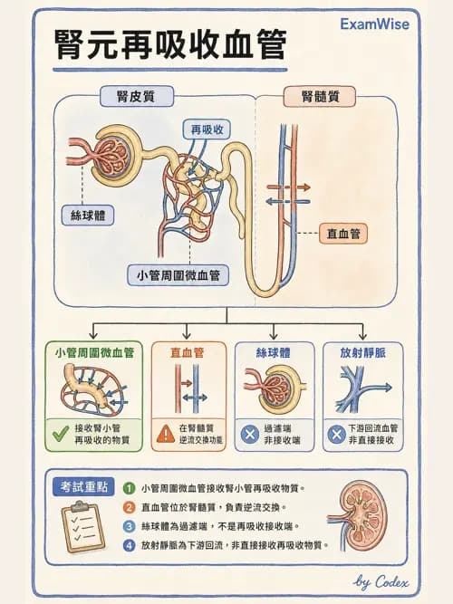 呼吸治療師 - 腎臟解剖 - AI 圖文解析預覽