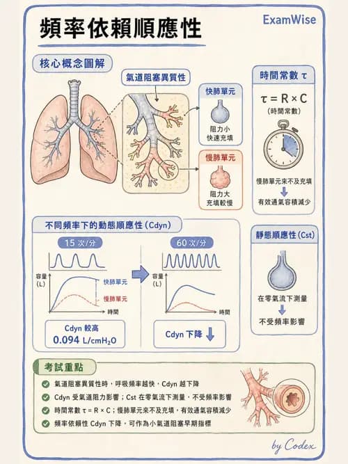 呼吸治療師 - 通氣、呼吸力學與控制 - AI 圖文解析預覽