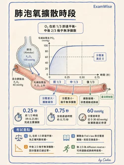 呼吸治療師 - 氣體擴散、交換與肺部代謝 - AI 圖文解析預覽