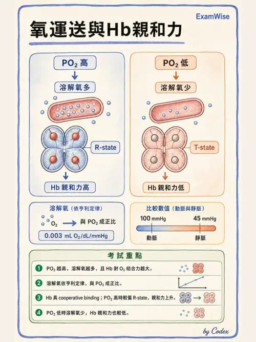 呼吸治療師 - 氣體擴散、交換與肺部代謝 - AI 圖文解析預覽
