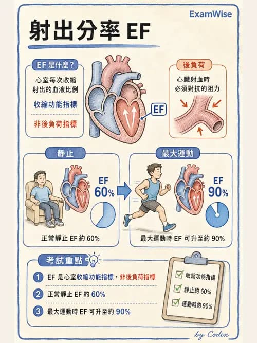 呼吸治療師 - 心臟生理與血液動力學 - AI 圖文解析預覽