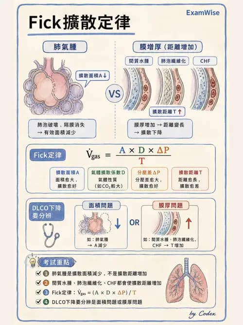 呼吸治療師 - 氣體擴散、交換與肺部代謝 - AI 圖文解析預覽