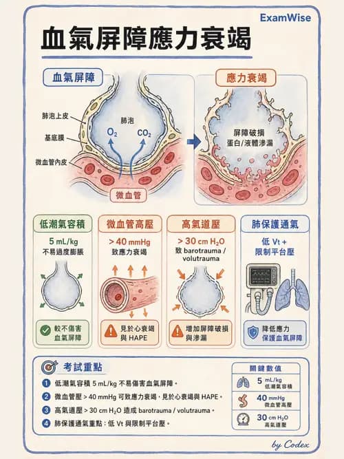 呼吸治療師 - 氣體擴散、交換與肺部代謝 - AI 圖文解析預覽