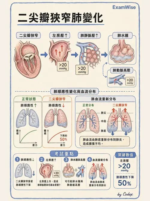 呼吸治療師 - 心臟生理與血液動力學 - AI 圖文解析預覽