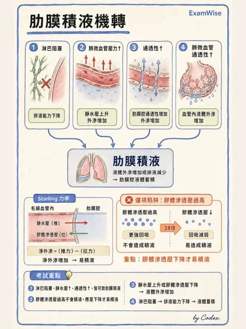 呼吸治療師 - 胸廓、肋膜與呼吸肌肉 - AI 圖文解析預覽
