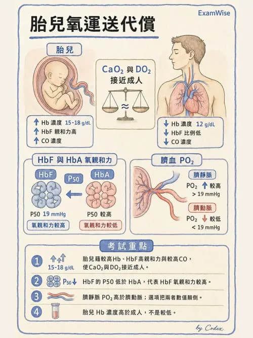呼吸治療師 - 氣體擴散、交換與肺部代謝 - AI 圖文解析預覽