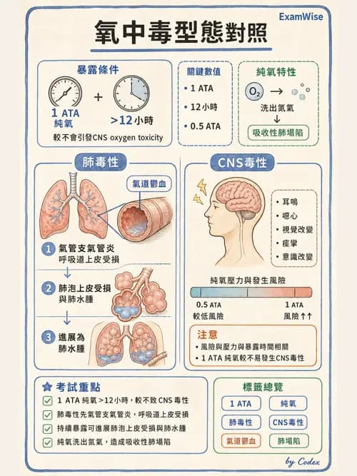 呼吸治療師 - 運動與環境生理 - AI 圖文解析預覽