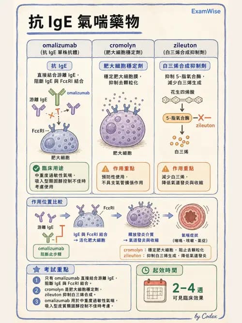 呼吸治療師 - 呼吸系統藥物 - AI 圖文解析預覽
