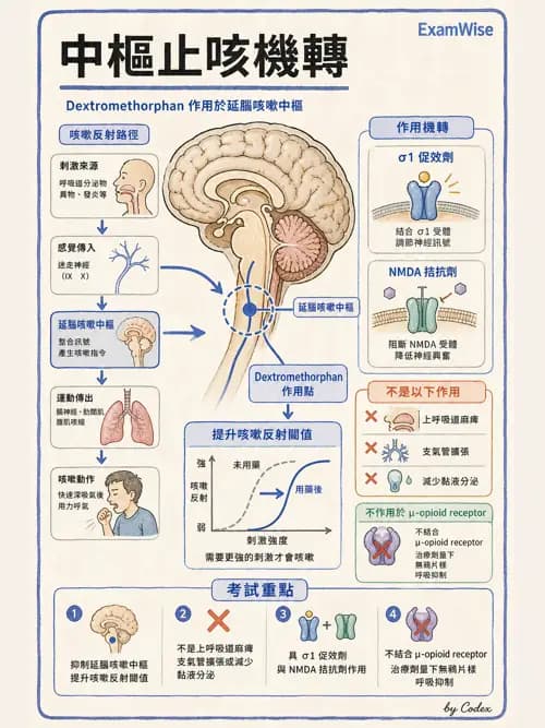 呼吸治療師 - 呼吸系統藥物 - AI 圖文解析預覽