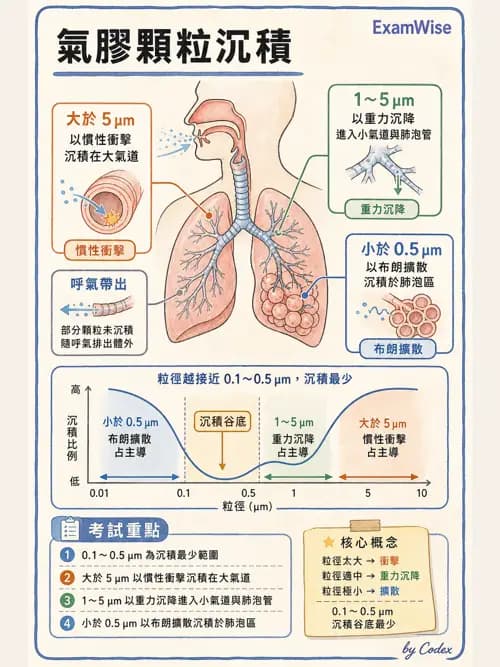 呼吸治療師 - 濕氣與霧氣治療 - AI 圖文解析預覽