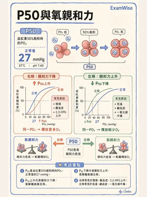 呼吸治療師 - 動脈血液氣體分析與氧合評估 - AI 圖文解析預覽
