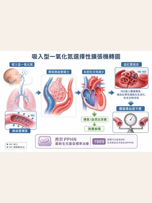 呼吸治療師 - 氣體輸送系統與氧氣治療 - AI 圖文解析預覽