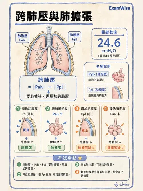 呼吸治療師 - 胸部擴張與物理治療設備 - AI 圖文解析預覽